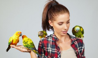 梦见鸟飞进家里 梦见鸟飞进家里拉屎