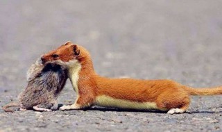 家里进黄鼠狼好不好（家里进黄鼠狼好吗）