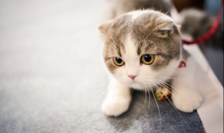 为什么养猫就没有蟑螂（家里养猫蟑螂会没有了吗?）