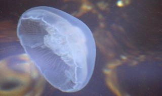 海蜇蛰了怎么办 海蜇蛰了怎么办怎么处理白醋还是肥皂水