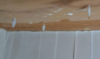 家里有白蚁怎么办（发现家里有白蚁怎么办）