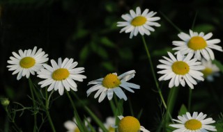 小白花的制作方法（小白花的制作方法视频A4纸）