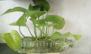 废品变成宝怎么做简单作品（废品变宝简单小制作）