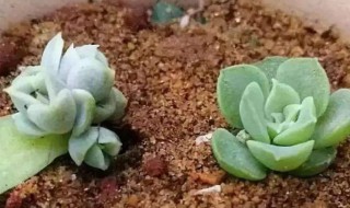 多肉植物的扦插方法 多肉植物的扦插方法图解