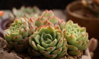 夏必死的多肉名单（夏必死 多肉）