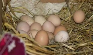 孵鸡蛋怎么选蛋（孵鸡蛋怎么选蛋型）