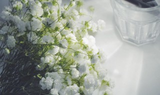 满天星的花语是什么意思 满天星的花语是什么意思 寓意