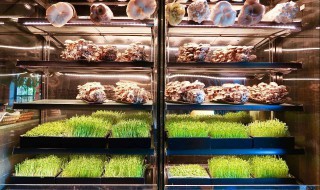 香菇在冰箱怎么储存（香菇在冰箱怎么储存好）