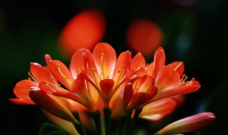 11种友谊之花（11种友谊之花图片）