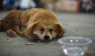 看见的流浪狗应该怎么做 看见的流浪狗应该怎么做作业