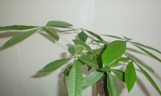 发财树新芽枯萎怎么办（发财树新芽枯萎怎么办视频）