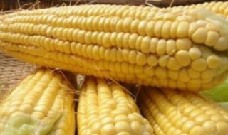 钓鱼打窝用玉米怎么做 钓鱼打窝用玉米怎么做的