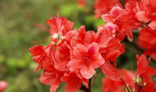 映山红下山桩栽植要点（映山红10月份能不能栽下山桩）