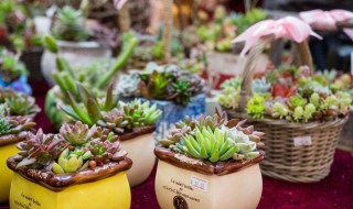 多肉植物怎么养才爆盆 多肉植物怎么养才爆盆图片