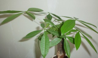 平安树怎么养才茂盛 平安树怎么养才茂盛需要上肥料吗