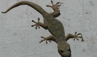 壁虎是怎么进家里的（壁虎进家里面）