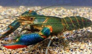 淡水龙虾怎么养（淡水龙虾怎么养才能养活）