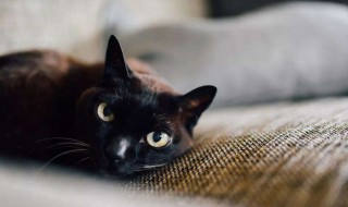 梦见猫进家里好吗（梦里梦见家里进了猫）