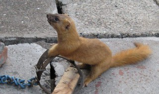 家里进黄鼠狼是什么预兆（梦见家里进黄鼠狼是什么预兆）