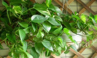 家里养绿萝的禁忌 家里养绿萝的禁忌风水