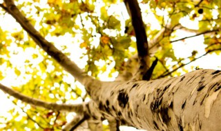 排名第一最好的镇宅树（排名第一最好的镇宅树桂花树）