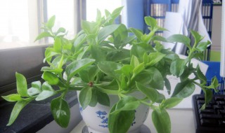 一进门见到什么植物好（一进门见到什么植物好富贵竹）