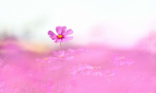 格桑花花语美句（格桑花开美句）