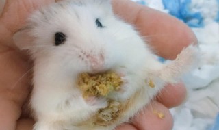 被仓鼠咬了怎么办 被仓鼠咬了怎么办?没有破皮