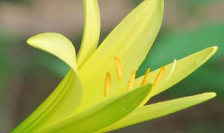 每个属相的招财花 每个属相的招财花兔