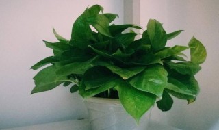 绿萝招鬼是哪几种鬼 绿萝招鬼怎么讲?