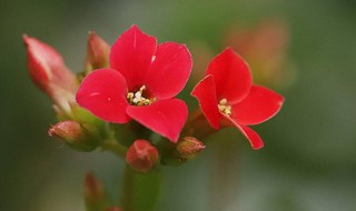 10大吉利花（10大吉利花图片）