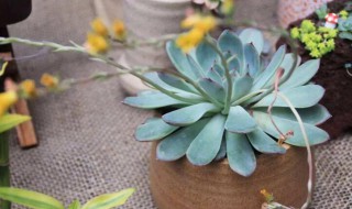 多肉植物浇水还是喷雾 多肉浇水用喷雾好吗