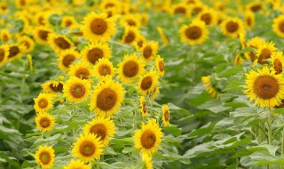 怎么选向日葵花（怎么选向日葵花盆）