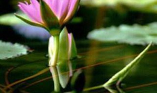 莲子怎么种（饥荒莲子怎么种）