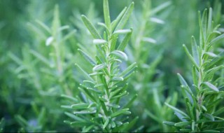 迷迭香该怎么保存（迷迭香怎么保存?）