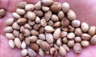 怎么保存樱桃种子 樱桃种子怎么储存