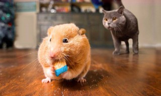 被耗子咬出血了该怎么办 被耗子咬出血了该怎么办两年