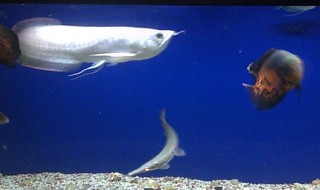 死过鱼的鱼缸怎么消毒（死过鱼的鱼缸用什么消毒最好呢?）