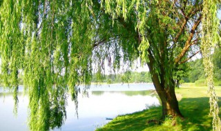 柳树叶的作用（柳树叶的作用 柳树叶有什么功效）
