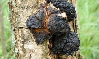 桦树茸的功效与作用（桦树茸的功效与作用治高血压吗）