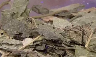 干桑叶泡水喝的功效和作用 干桑叶泡水喝的功效与作用