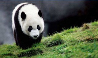 我国珍稀动物有哪些 我国珍稀动物有哪些图片