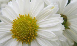 杭白菊的功效（杭白菊的功效与作用及副作用）