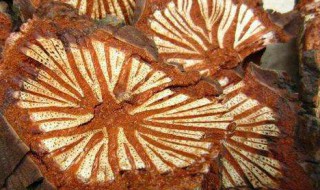 大血藤的功效 大血藤的功效主治什么病