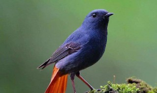 石燕鸟的养殖方法 石燕鸟的养殖方法视频