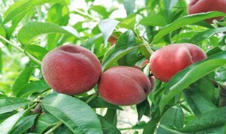 该怎么正确的洗毛桃（怎么洗毛桃洗的干净）