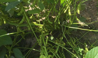 黑豆开花期怎么管理（黑豆开花期怎么管理视频）