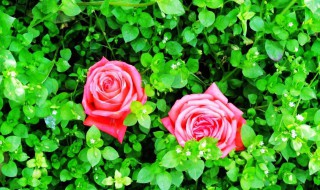 玫瑰朵数的含义 玫瑰朵数的含义图片