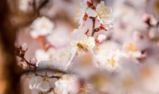 适合春天发的朋友圈（适合春天发的朋友圈说说）