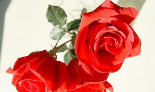 玫瑰的含义（几朵玫瑰花代表的含义）